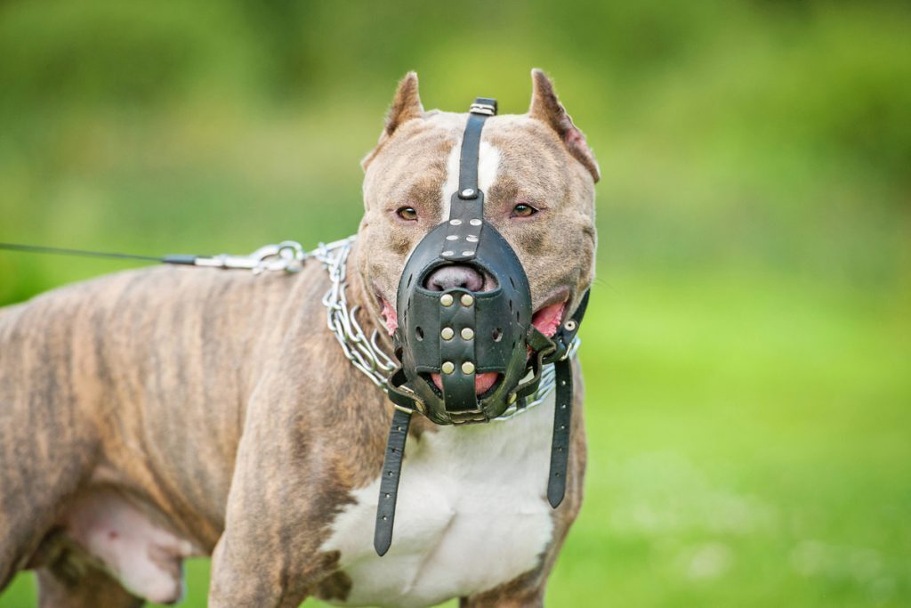 Chiens dangereux