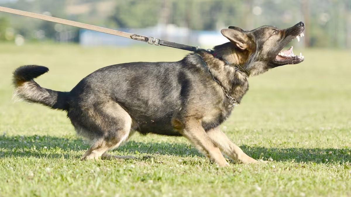 Chiens mordeurs