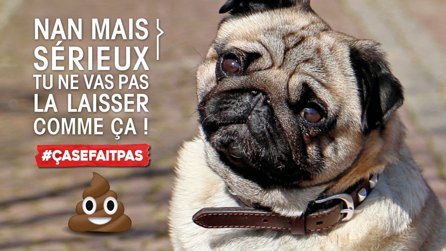 Déjections canines
