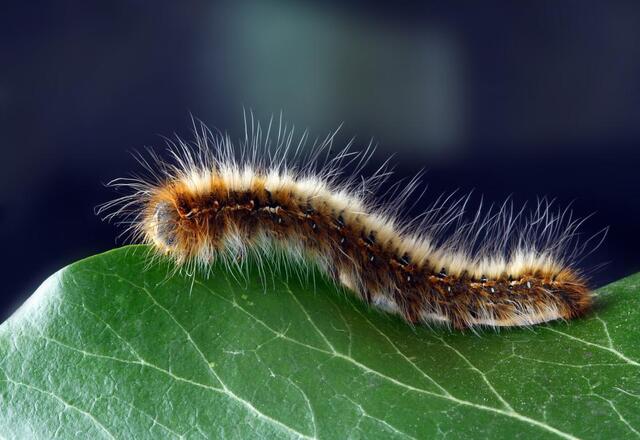 Chenille processionnaire